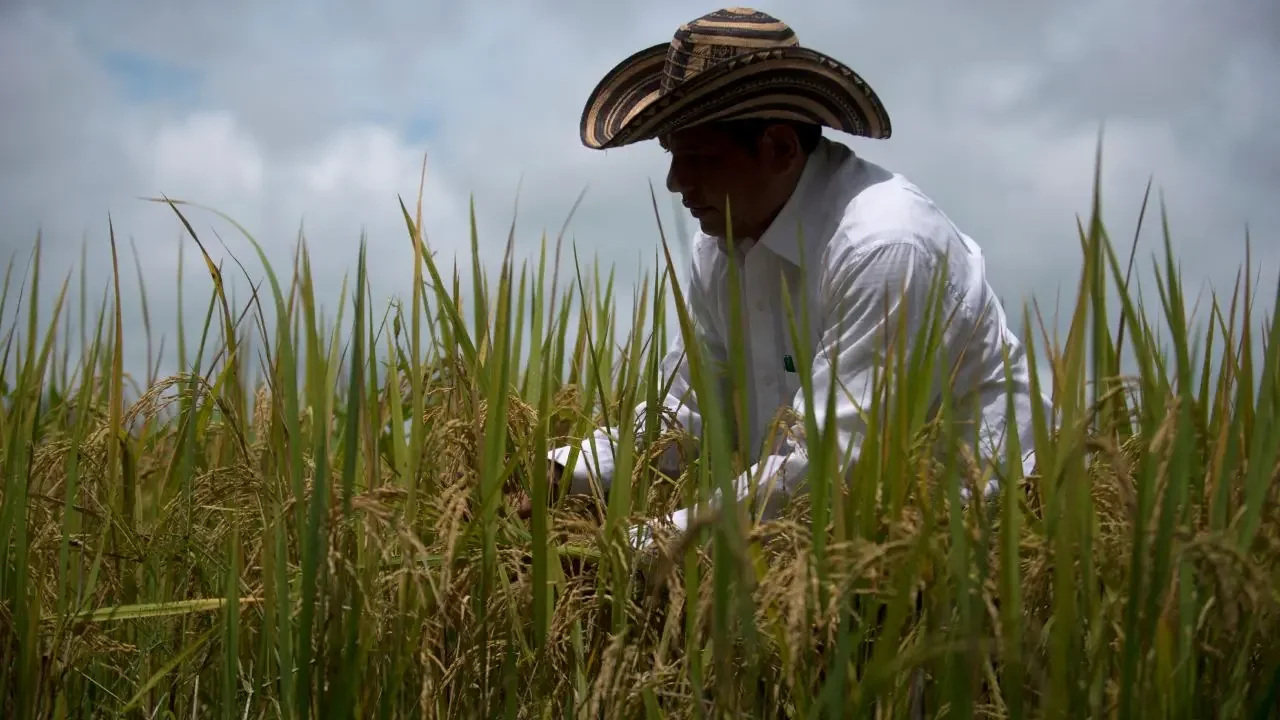 Ministro de Agricultura en entrevista y cultivos de arroz en Colombia